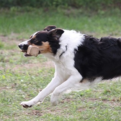 Addestramento Avanzato DiscoveryDogs