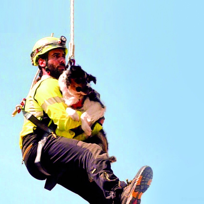 Search&Rescue Dogs