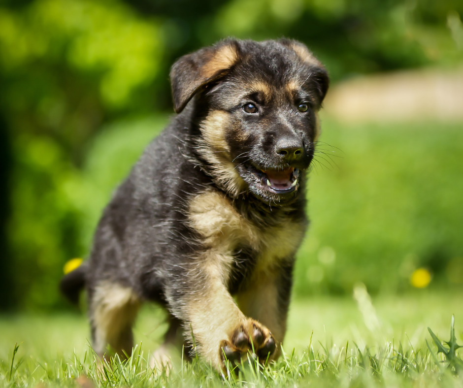 Puppy Introductory course for future SAR dogs – PAT (puppy aptitude test)