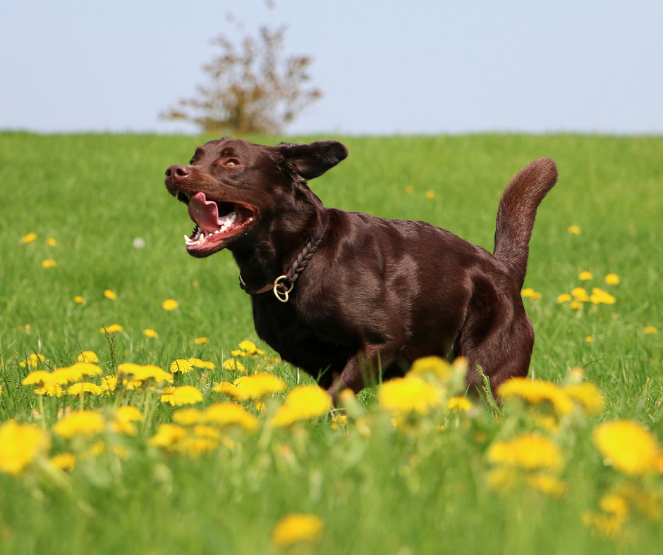 Programme approach for future SAR dogs - Introduction