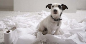 consulenze comportamento cane