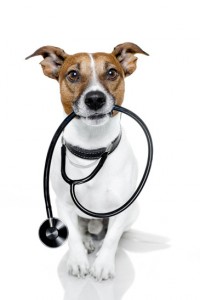 consulenze veterinarie cane